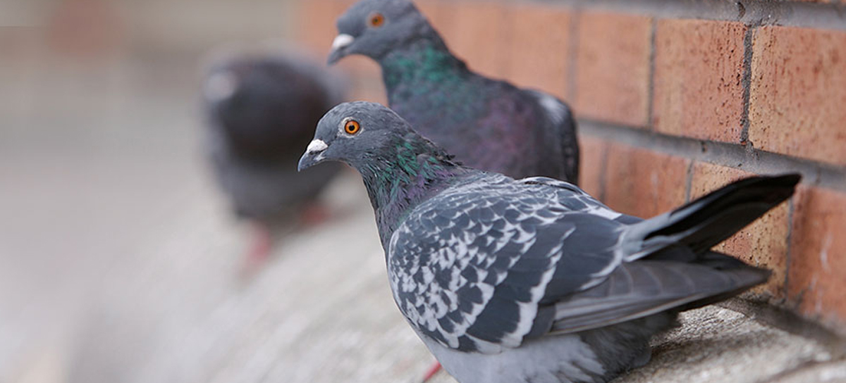 Pigeon Control Chembur